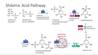 Shikimic acid pathway [upl. by Bibby]