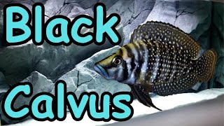 Black Calvus  Altolamprologus calvus [upl. by Wilfrid]