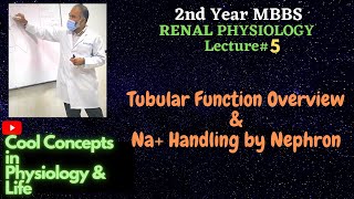 5a Tubular Function OverviewNa Handling  Isoosmotic reabsorption 2ndYR MBBS Physiology RENAL [upl. by Houser]