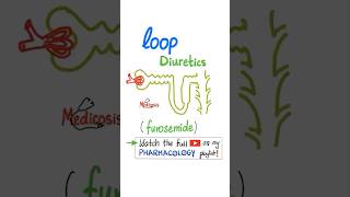 Loop Diuretics  Kidney  Pharmacology physiology anatomy biology nurse doctor mbbs science [upl. by Ethben]