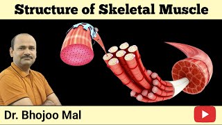 Structure of Skeletal Muscle [upl. by Iatnwahs]