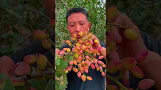 Picking pistachiosfarmingenjoyrurallifenaturerurallifevegetablesruralharvestagriculture [upl. by Rolandson]