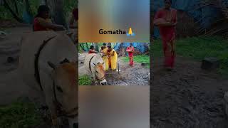 Gomatha🙏 gomatha devotional atlataddi2024 trending shorts youtubeshorts [upl. by Ynetruoc]