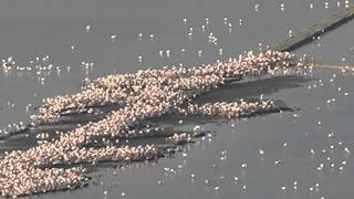 Sardegna  Volo dei fenicotteri a Molentargius 2015 HD [upl. by Ram656]