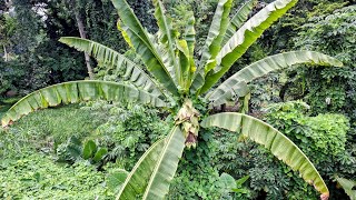 Ensete glaucum  i fell for the Snow Banana Scam [upl. by Noek686]