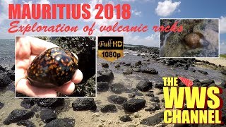 Live Cowrie Shells in low tide pools volcanic rocks  Mauritius 2018 [upl. by Ocirred]