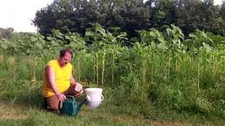 Organic Nettle Fertilizer Experiment On Tomatoes Peppers And Three Sisters Garden [upl. by Barret]