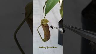 Feeding my Nepenthes a Housefly🦟 nepenthesplant pitcherplants carnivorousplants nepenthes [upl. by Scrope443]