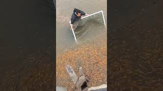 Process of catching fish through nets in hatcheries [upl. by Davida424]