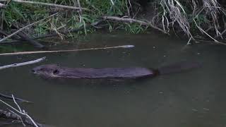 A North American Beaver climbs up its northern USA dam to get home to its pond and lodge wildlife [upl. by Erlinna138]