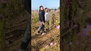 cosmos flower from ukhrul paorei village [upl. by Hollingsworth]