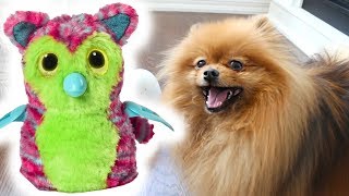 DOG REACTS TO HATCHIMAL  OPENING A HATCHIMAL WITH A PUPPY [upl. by Nelli]