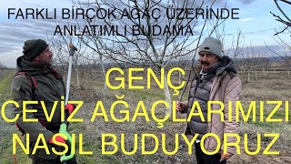 GENÇ CEVİZ AĞAÇLARINI NASIL BUDUYORUZ 456 YAŞ CEVİZLERDE BUDAMA ÖRNEKLERİ Ceviz Adam Ahmet [upl. by Yelhs696]