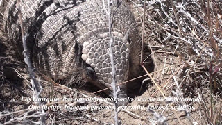 Quirquincho travel chile argentina patagonia animal animales animais love youtube trip [upl. by Kcirre]