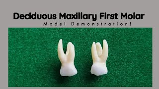 Maxillary Deciduous First Molar Morphology  Tooth Morphology [upl. by Nivlem]