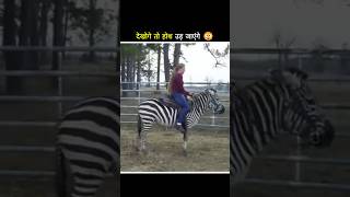 Why cant humans pet Zebras shorts facts [upl. by Enimzaj]