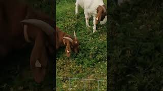 Goats a grazing littlegoat farming schooltrips manorfarm [upl. by Eldnek999]