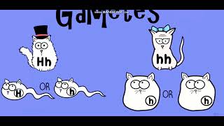 Biology with pinyin through AMOEBA SISTERS  Dihybrid and TwoTrait Crosses [upl. by Kopple]