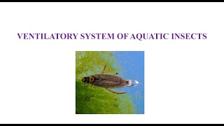 Ventilation in Aquatic Insects [upl. by Ruzich]