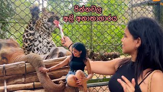 පින්නවල ගියා 😍 Pinnawala Elephant Orphanage Vlog Sri Lanka  Bandifull [upl. by Anaej]