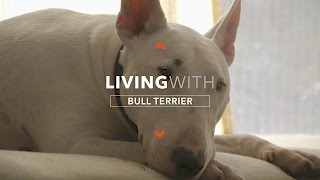 ALL ABOUT LIVING WITH HANK THE BULL TERRIER [upl. by Wendolyn]