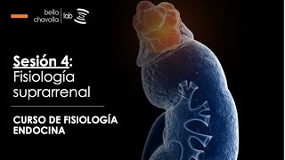 Fisiología de la glándula suprarrenal [upl. by Biddle]