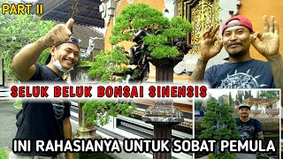 Mengulas media bonsai sinensis di daerah panasbonsapanoramabonsaibonsaisinensis [upl. by Eugnimod]