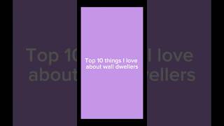 Things I Love About Wall Dwellers roblox pressure robloxpressure shorts trending gaming sub [upl. by Nohsid]