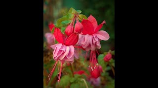 How to successfully grow Fuchsias [upl. by Holleran77]