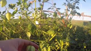 Growing Tomatillos [upl. by Beth]