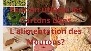 Élevage de mouton au sénégal peuton utiliser les cartons dans lalimentation de moutons [upl. by Atsirk]