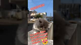 sabse sasta parsian cat 💥💥 for sale in Mumbai shorts viral trending catsong cuteanimals cute [upl. by Blanche400]