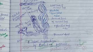 Coelomoducts amp Nephridia zoology zoologynotes nephridia [upl. by Omsare791]