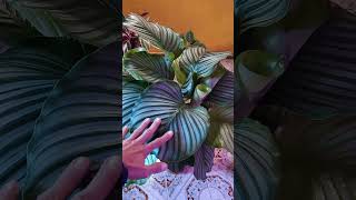 Calathea Orbifolia [upl. by Idalia]