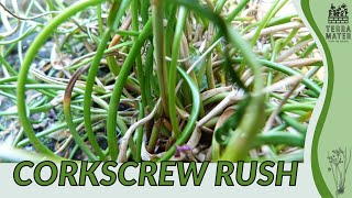 CORKSCREW RUSH Information Description amp More Juncus effusus Twister [upl. by Nylarej337]