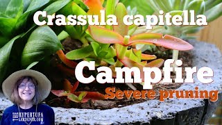 Etiolated Crassula Capitella Campfire  Lets Prune and Propagate [upl. by Aicilehp]