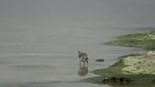 トウネン（シギ科） Calidris ruficollis 2023年11月 沖縄本島 [upl. by Dare]