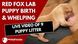 Red Fox Lab Puppy Birth  Dog Whelping  9 Puppy Litter 2022 [upl. by Akeemat69]