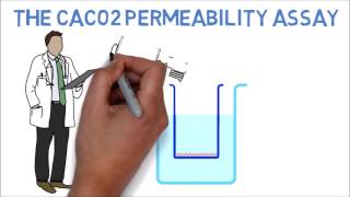 The CaCo2 Permeability Assay for Essential Oils Explained in Under 3 Minutes [upl. by Ykcaj555]