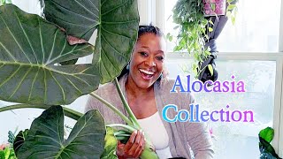 My Alocasia Collection Spring Plant Collection [upl. by Hpotsirhc654]