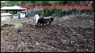 Balakot kanshian Pakistan  Village culture ploughing land with bullocks kheton mein hal chalana [upl. by Innes]