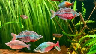 Rainbow Fish  Glossolepis Dorityi [upl. by Anse]