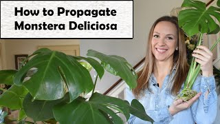 How to Propagate Monstera Deliciosa Quick and Easy Method for Success Northlawn Flower Farm [upl. by Elleinahc272]