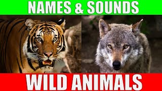 20 Wild Animals  Learn Animals Name In English With Pictures  Animals Vocabulary In English [upl. by Yancy]