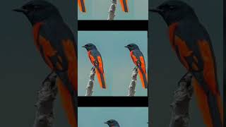 5 Weird Facts About Long Tailed Minivets That Will Change Your Mind [upl. by Torey]