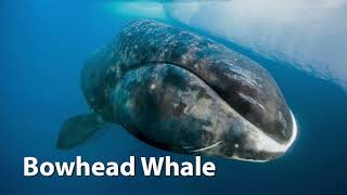 Bowhead Whale Sounds [upl. by Daune]