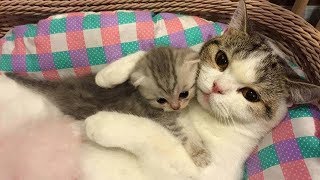 Mother Cat and Cute Kittens  Best Family Cats Comilation 2018 [upl. by Onairam522]