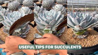 Useful Tips For Succulents  Part 75  多肉植物  다육이들  Suculentas [upl. by Neryt]