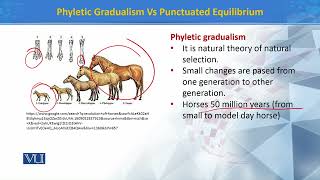 Phyletic Gradualism Vs Punctuated Equilibrium  Principles of Systematics  ZOO511TTopic158 [upl. by Mourant]