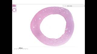 Osseous tissue histology review [upl. by Atirehgram664]